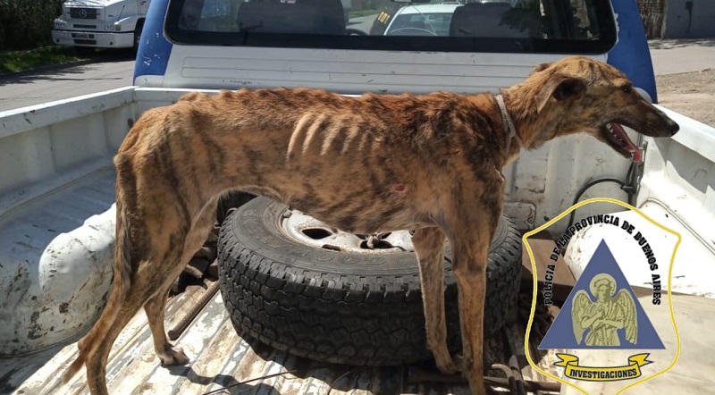 Maltrato animal: Rescatan a perra de una casa donde la tenían abandonada