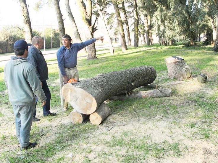 El Municipio "recogió el guante" e inició un relevamiento de las plantas del Cerro