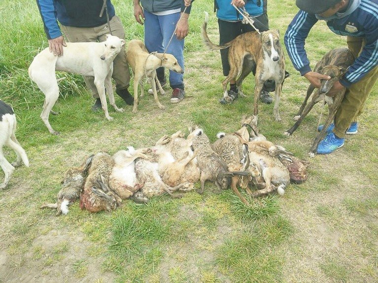 Aprehenden a  cazadores furtivos