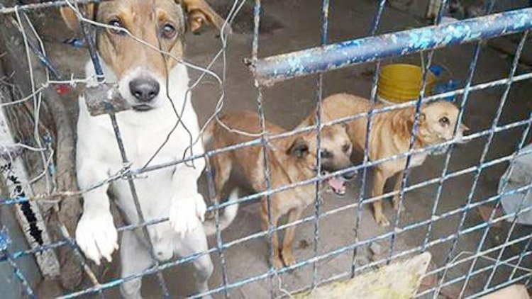 Fuertes críticas y posterior aclaración  por perros "retirados" de la vía pública