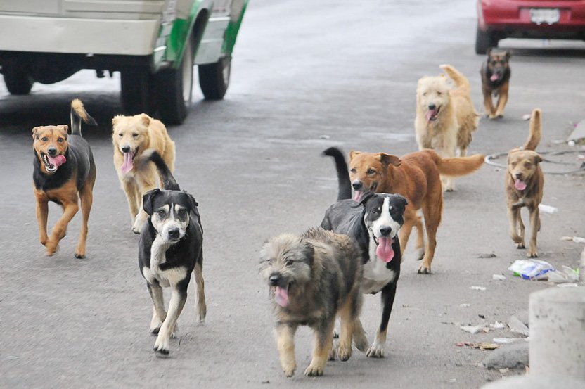 La Cámara de Comercio  continúa tratando la problemática de los perros callejeros