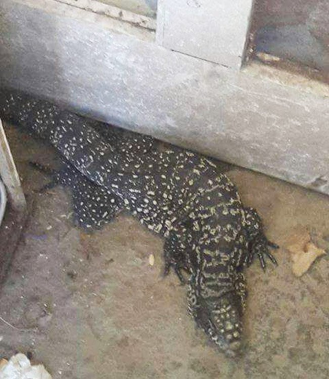 Bomberos rescatan un lagarto de gran  tamaño en «El Hostal de los Abuelos»