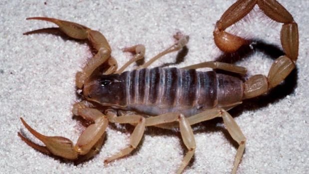Alerta por la presencia de alacranes en la zona