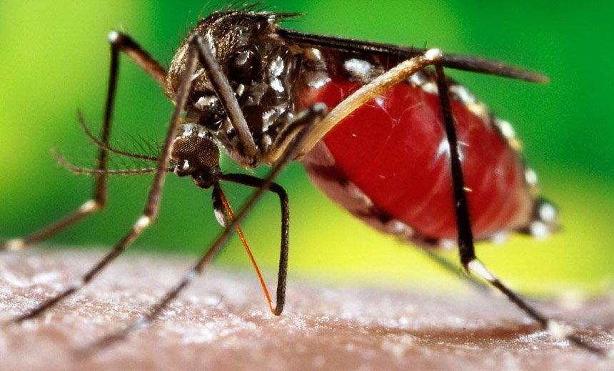 El Dengue, una amenaza siempre latente