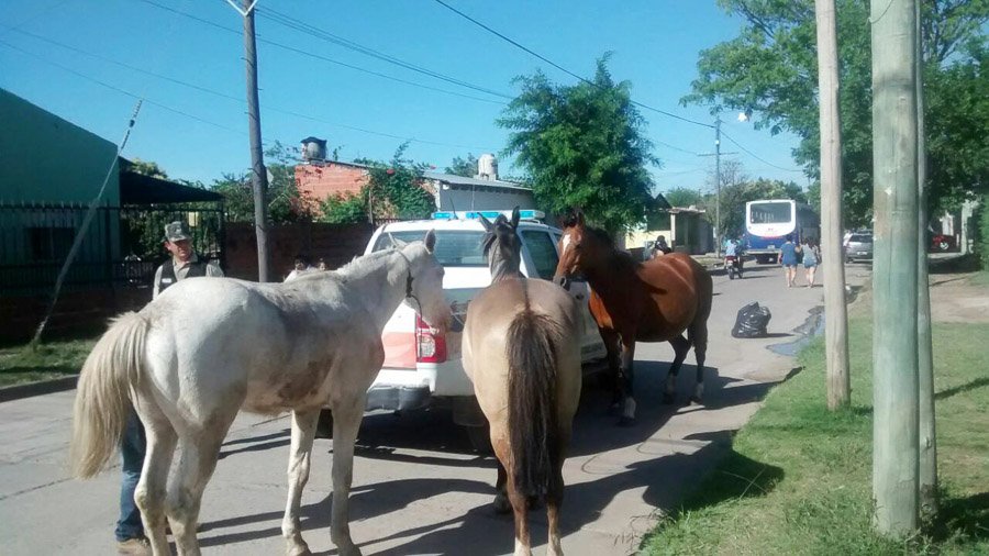 Sobre animales no domésticos y vehículos  abandonados presentó proyectos Cambiemos