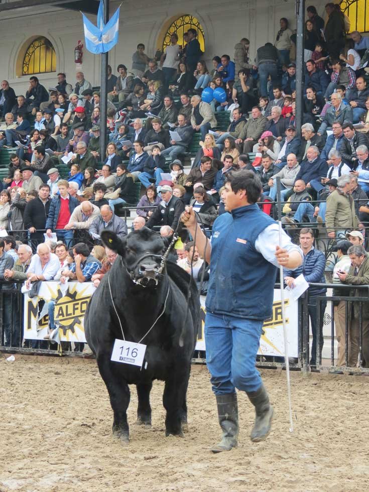 Cosecha de cucardas en la pista central para las cabañas balcarceñas