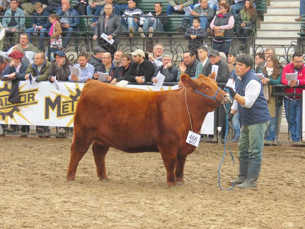 Angus  - La calidad tuvo su premio