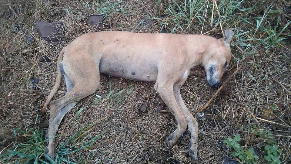 Alarma en Los Pinos por la muerte  de varios perros por envenenamiento