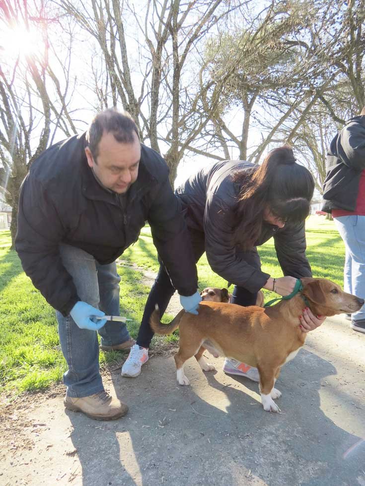 Vacunan gratis a perros y gatos