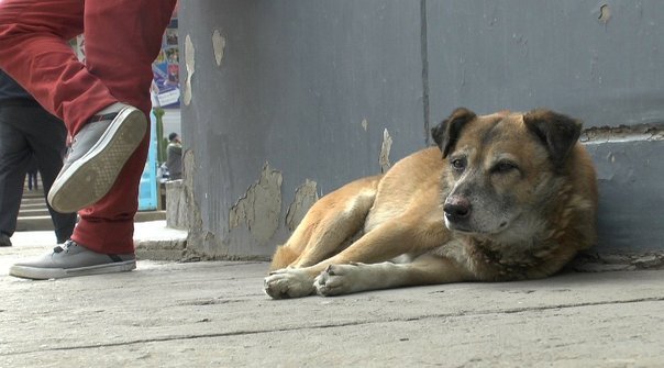 Retirarán perros vagabundos de la zona céntrica