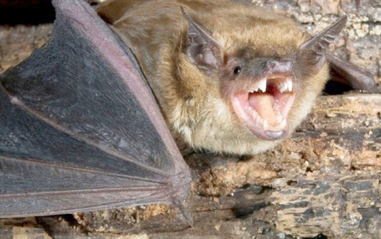 Hallaron un murciélago con rabia en la ciudad