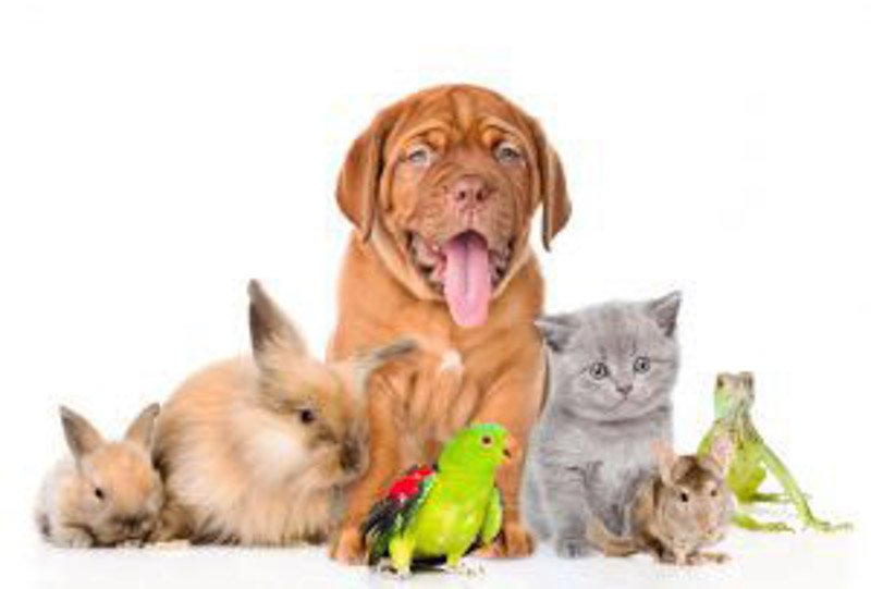 La Defensoría busca que se reconozcan por ley  las prácticas a favor del cuidado de los animales