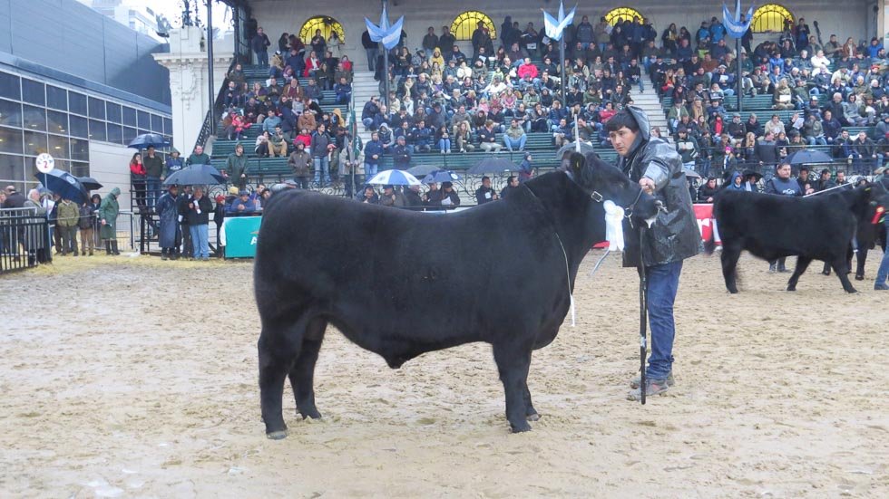 El mejor ternero Angus es de "El Volcán", que mostró su futuro en la expo de Palermo