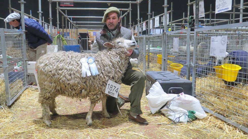 Raza ovina Lincoln Cabaña "La Maruca": estirpe de campeón