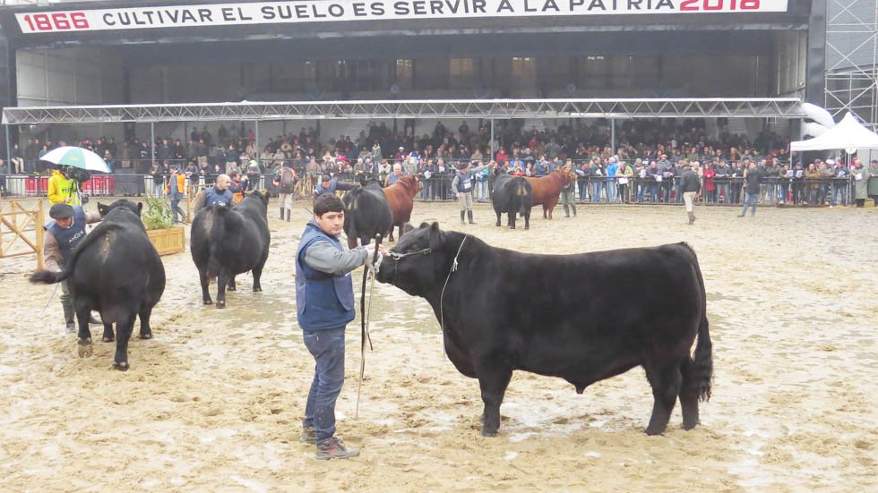 El Reservado Gran Campeón Angus fue para la cabaña "El Volcán"