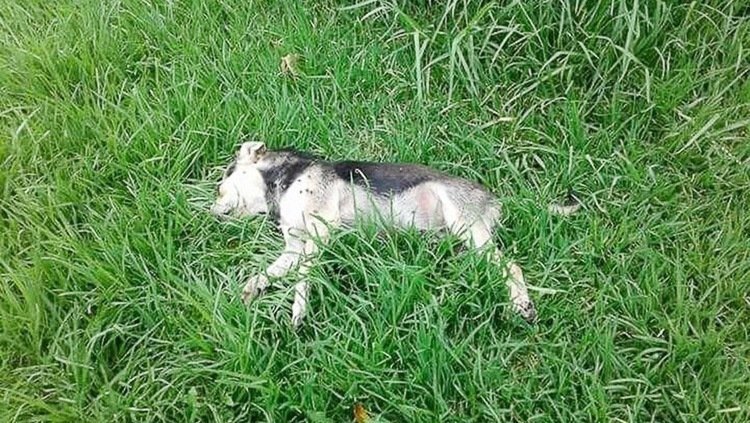 Alarma ante la aparición de varios perros envenenados