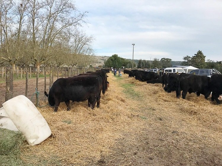 Toma color el predio de la Sociedad Rural