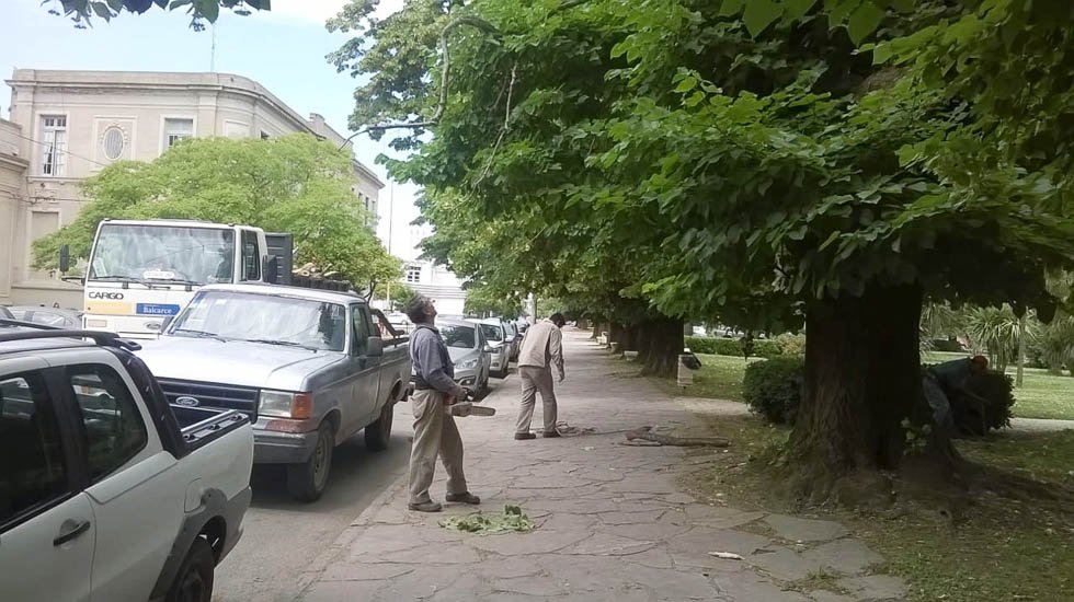 La caída de ramas y plantas reaviva la necesidad  de un relevamiento arbóreo en plazas y paseos