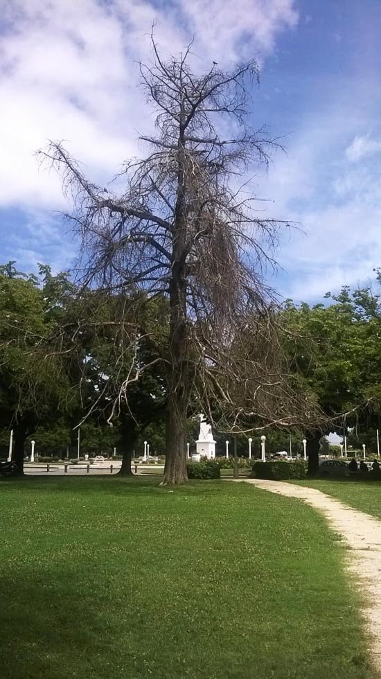 Preocupación de «Juntos por Balcarce»  por «riesgos» en la plaza Libertad