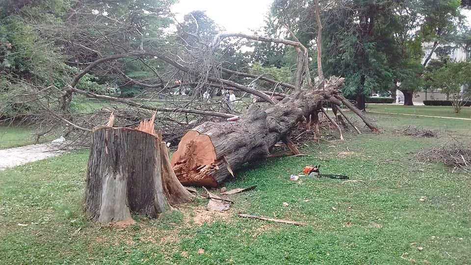 Cortaron árbol que  generaba un riesgo