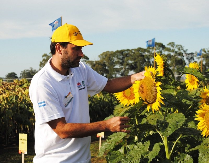 Jornada técnica en girasol 