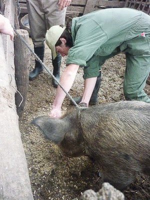 Incautan más de 40 porcinos  que serán enviados a faena 