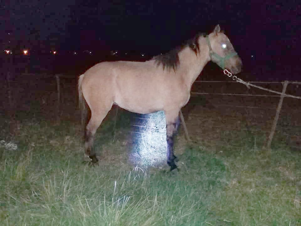 Otro equino suelto ocasionó un accidente