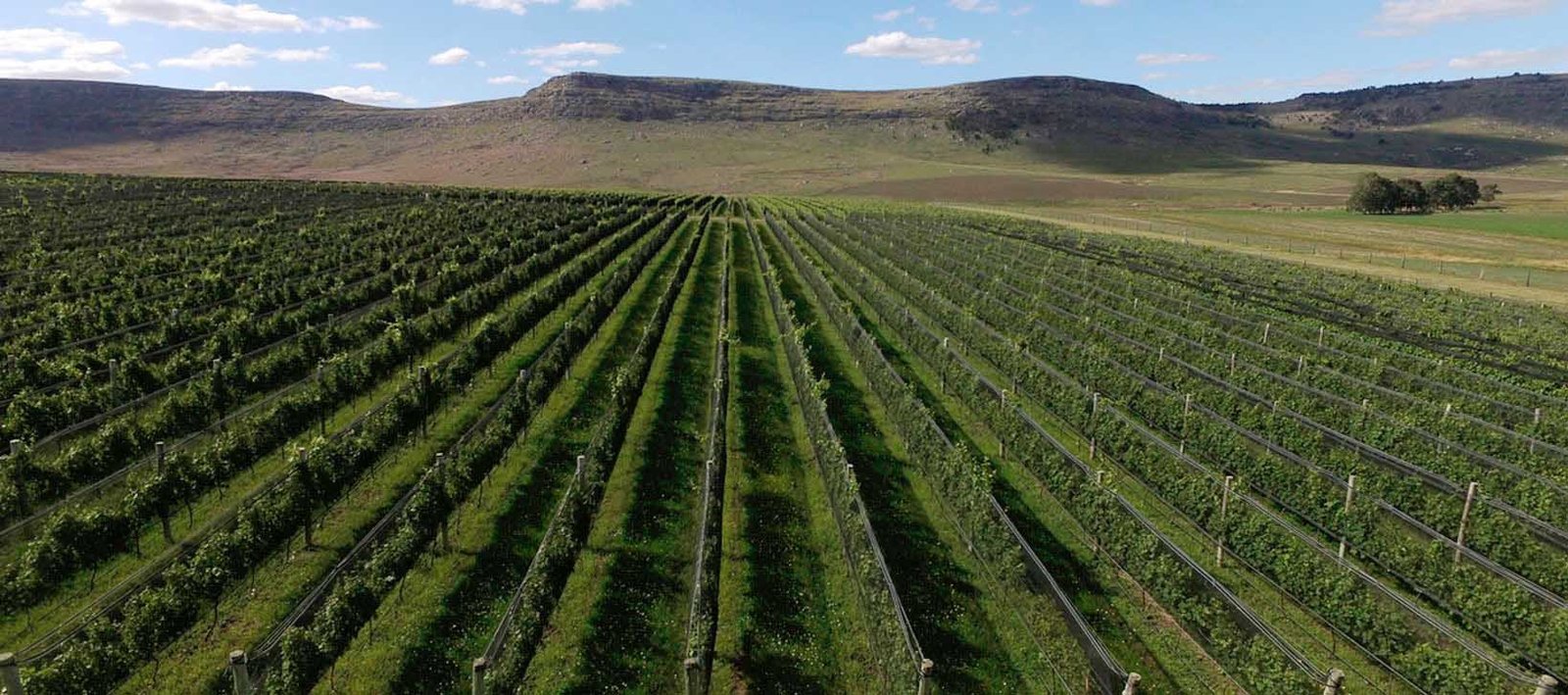 Puerta del Abra: Balcarce tiene sus propios vinos