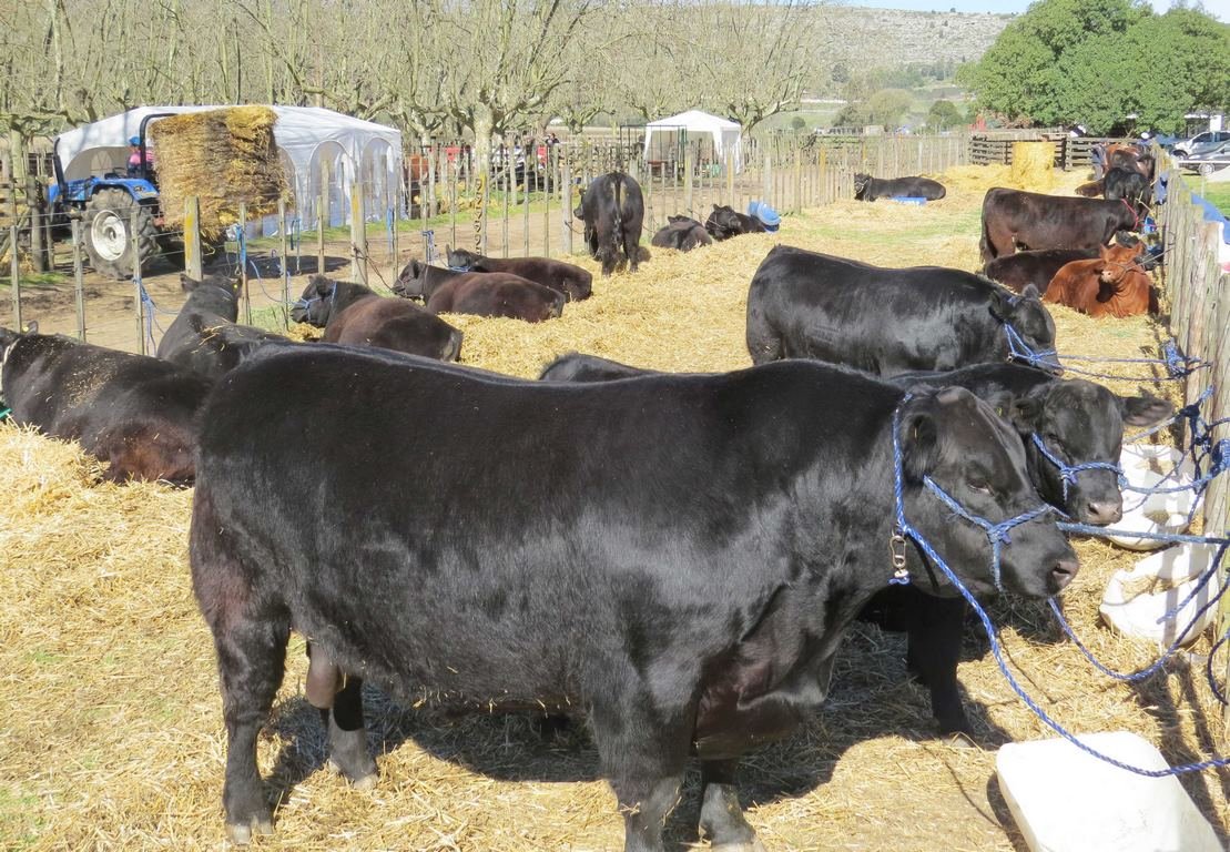El negocio de la genética  bovina hace foco en Balcarce