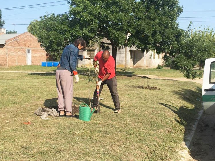 Avanza el plan  de reforestación 