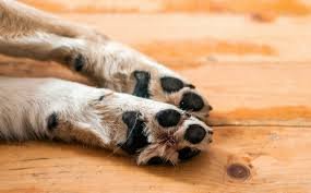 Alertan por la aparición de  mascotas envenenadas en sector céntrico