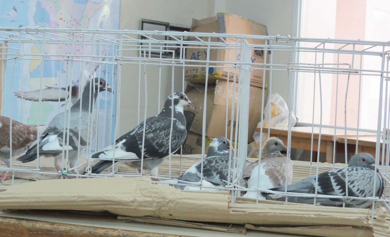 Colombófila: Las palomas se entrenan a pesar de la pandemia