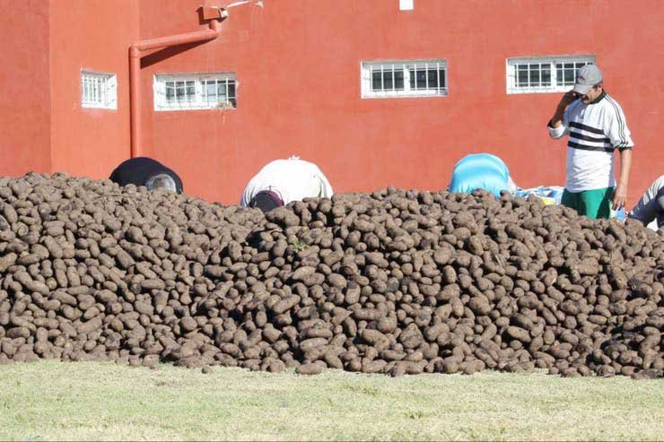 Papas donadas desde Balcarce llegan a Bancos de Alimentos de todo el país