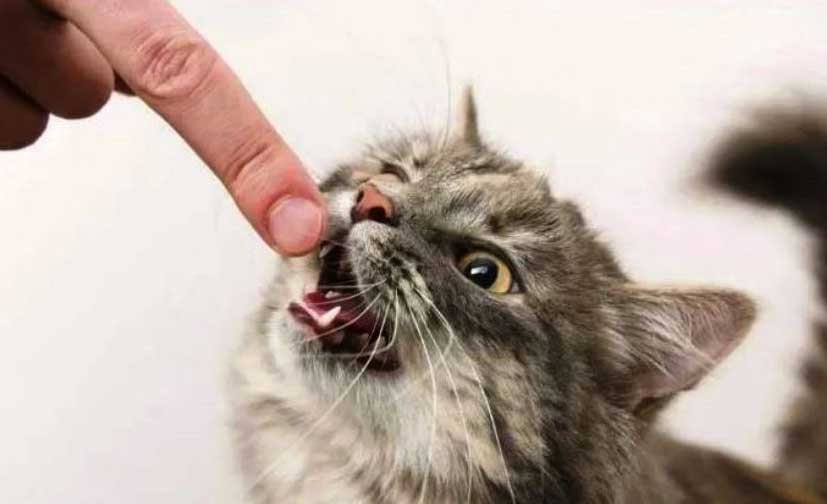  Se detectó un caso positivo de rabia en un gato que mordió a un joven en la zona rural