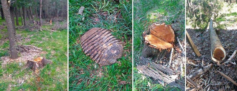 Existe preocupación por la tala de árboles, ataques a la fauna e incendios