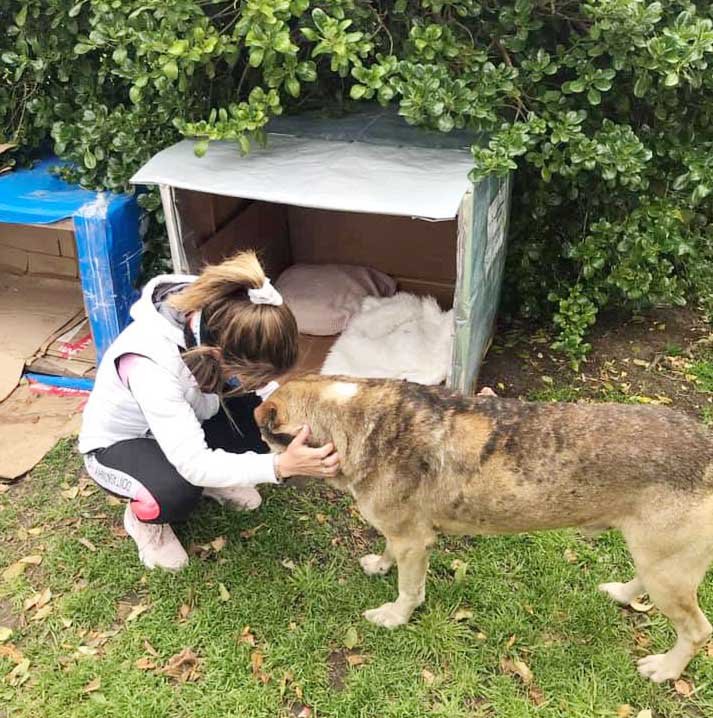 Por "estética", sacarán cuchas de los perros de la vía pública