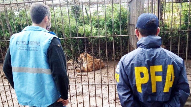 Allanan campo y encuentran tigres,  pumas, ciervos y búfalos en cautiverio