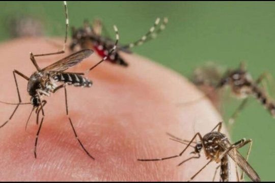Invasión de mosquitos
