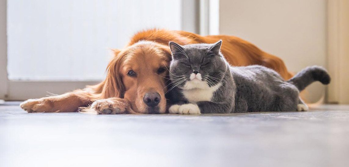 Veterinarios advirtieron cuadros graves en perros y gatos por coronavirus con la variante británica