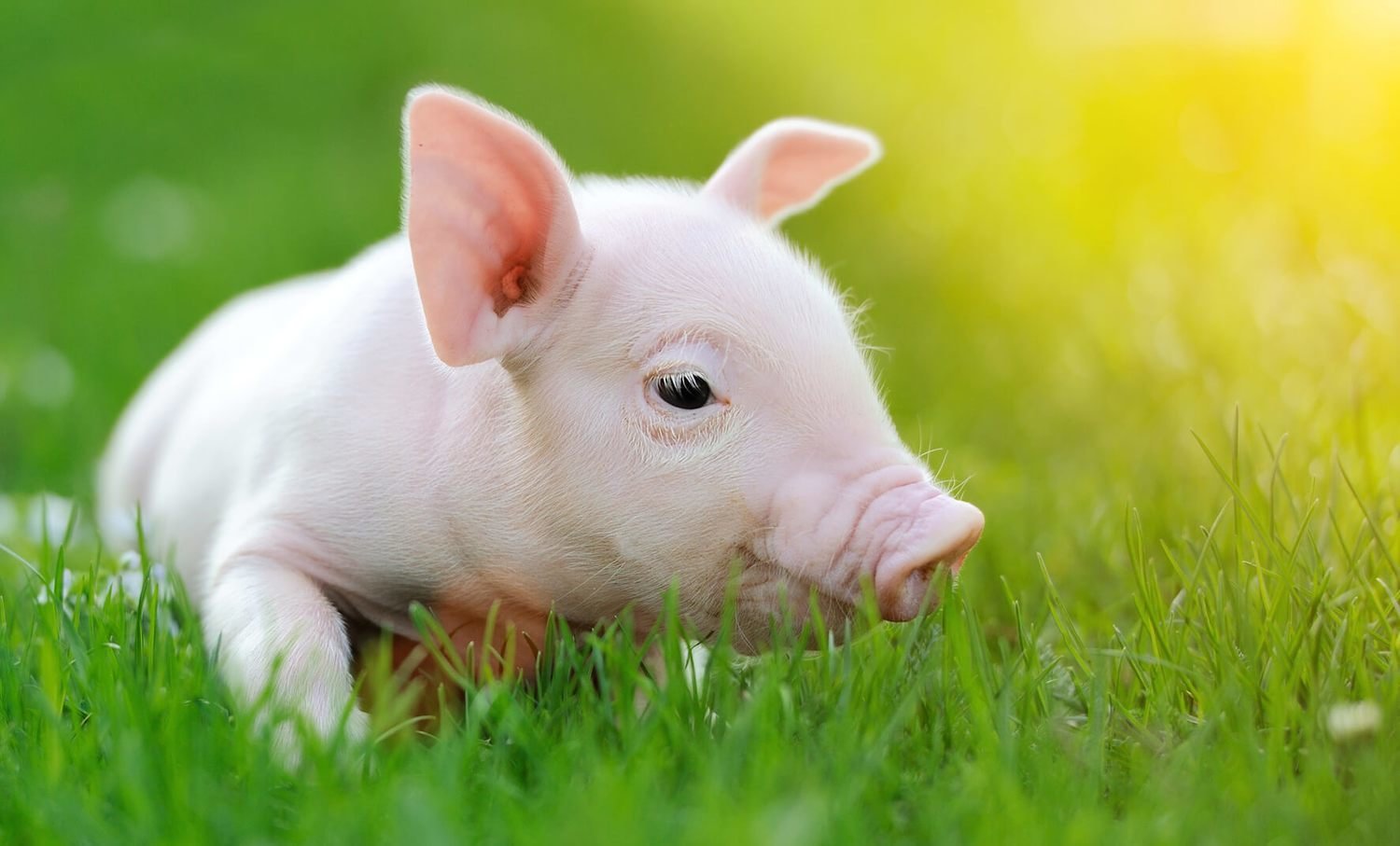 Cerdos mini pig, una nueva tendencia en adopción de mascotas exóticas