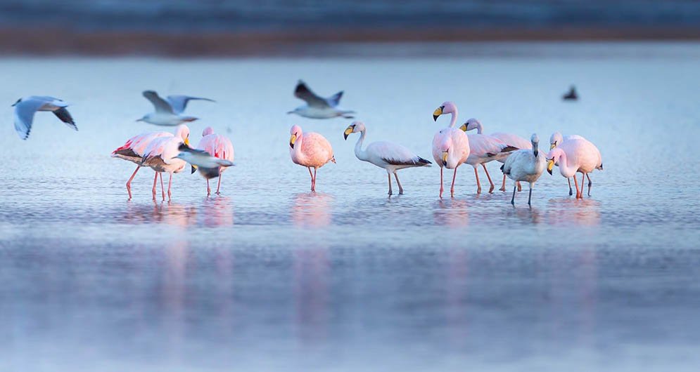 Impulsan la creación del parque nacional más grande del país en la laguna de Mar Chiquita