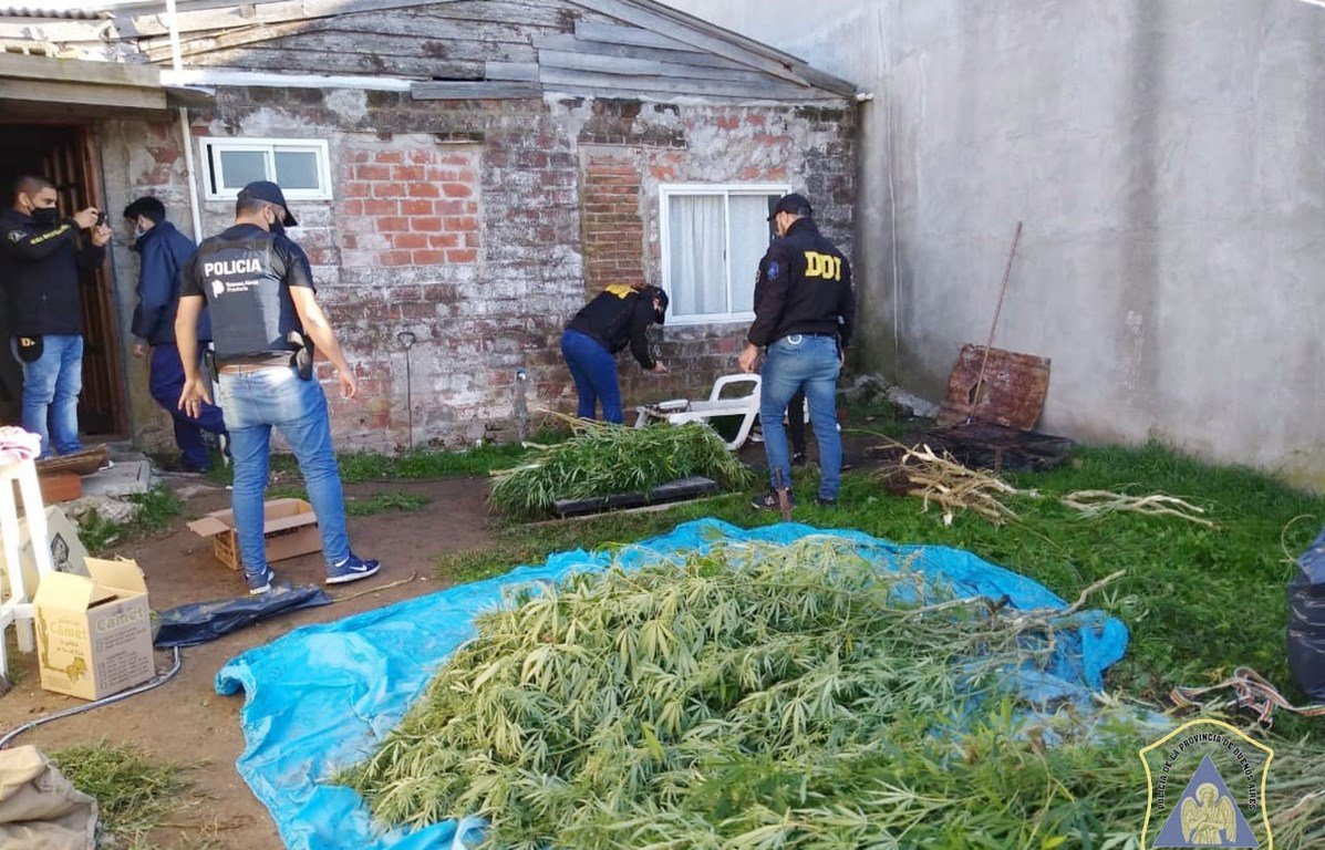 Secuestran plantas y cogollos de marihuana valuados en una cifra millonaria