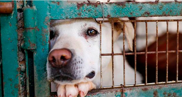 Condenan a una mujer que había arrastrado con su auto a un perro a pagar 1000 kilos de alimentos