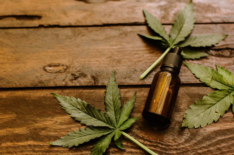 Crece en el país el uso medicinal del cannabis en mascotas y piden su reglamentación