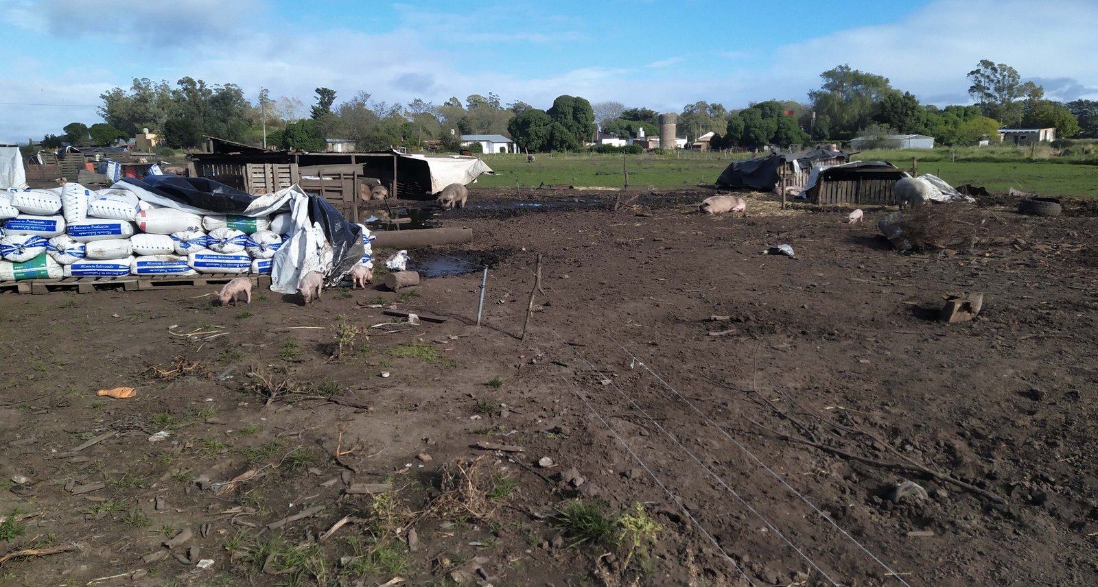 Por gran presencia de moscas en Los Pinos, se realizó una inspección