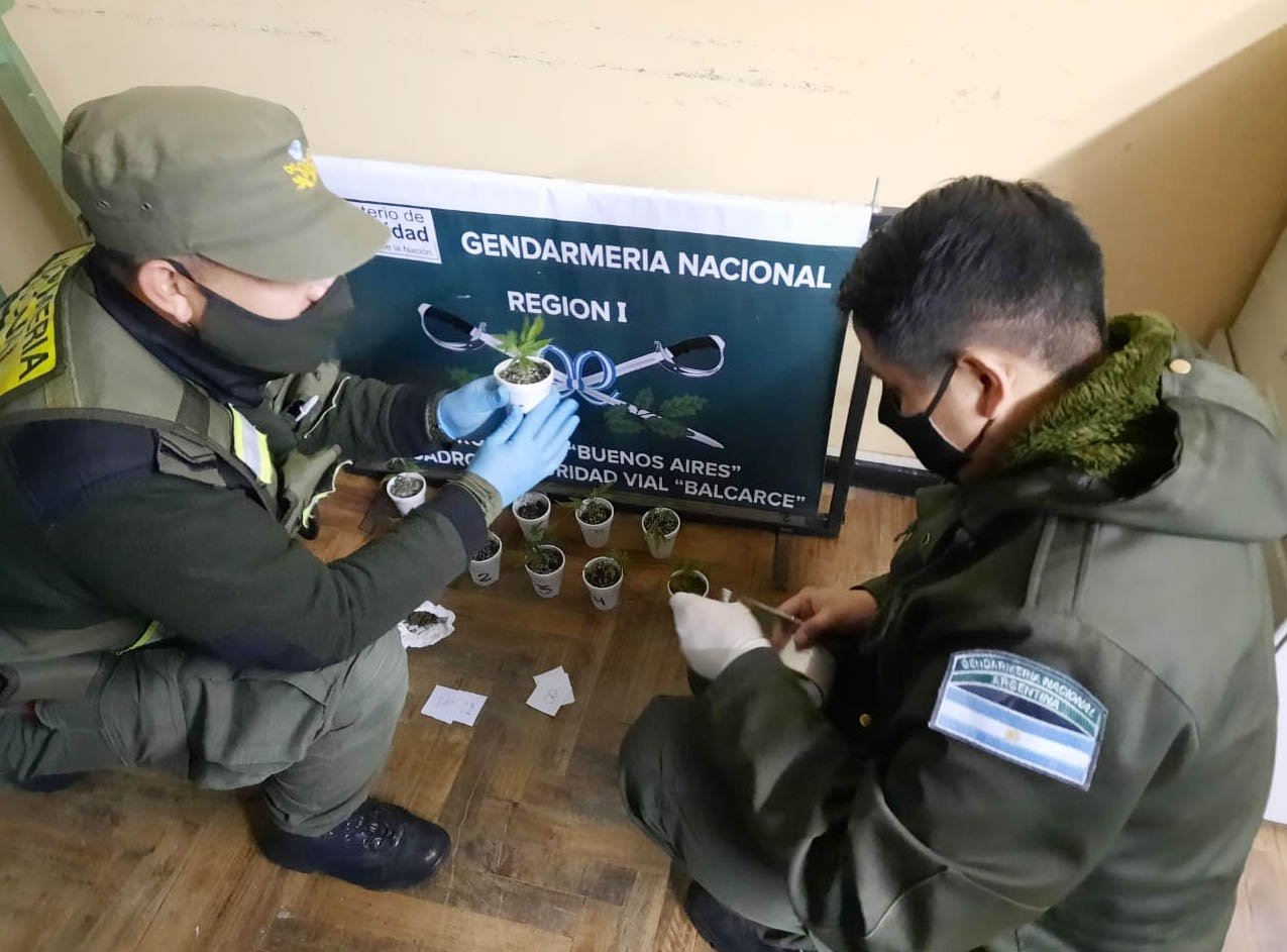 Gendarmería incautó  plantines de marihuana
