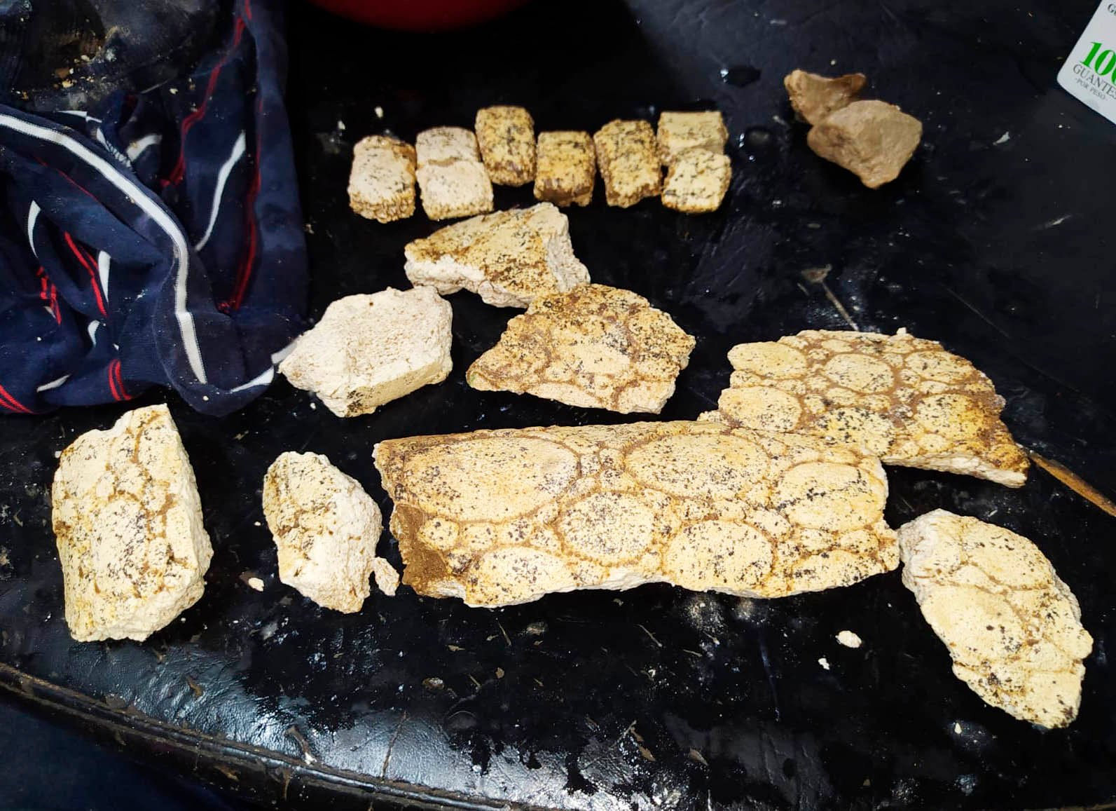 Joven estudiante de Geología halla  restos de un gliptodonte en "la Cava"