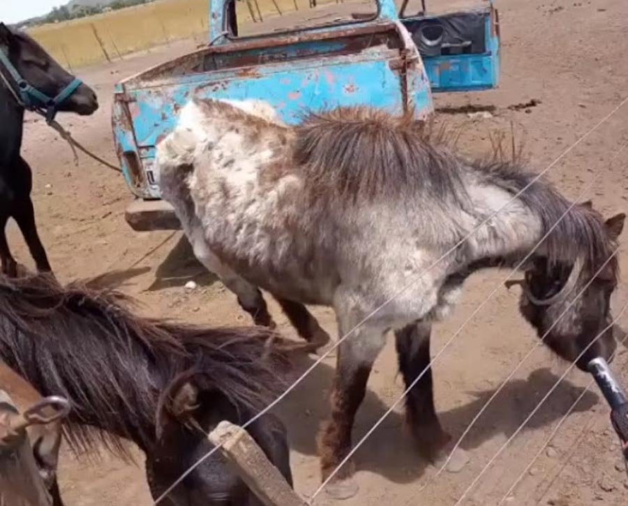 Secuestraron siete caballos por desnutrición y abandono