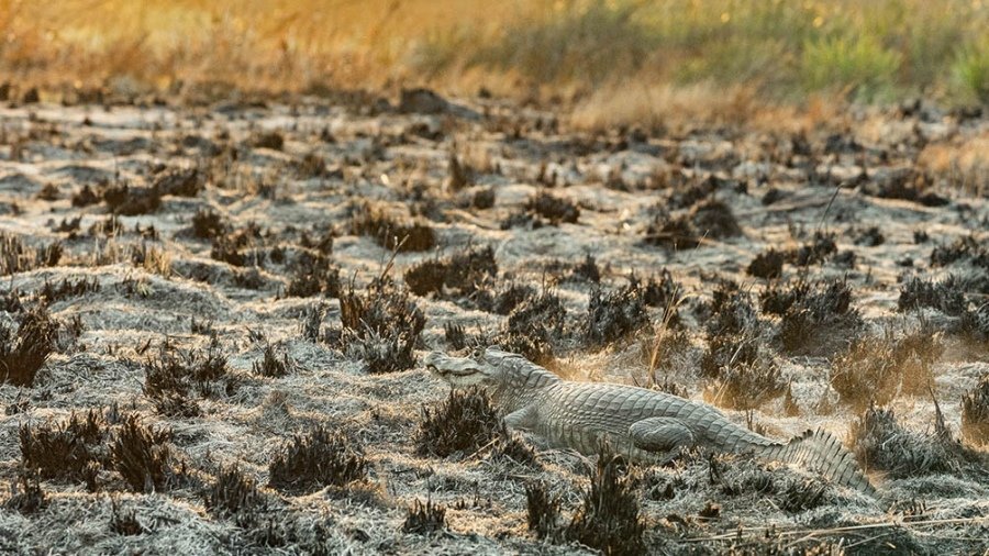 Se abrieron más de 70 causas por denuncias de incendios rurales intencionales en Corrientes