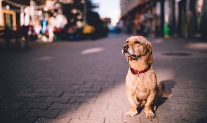 Un emprendedor Marplatense creó un microchip identificatorio para encontrar a las mascotas perdidas